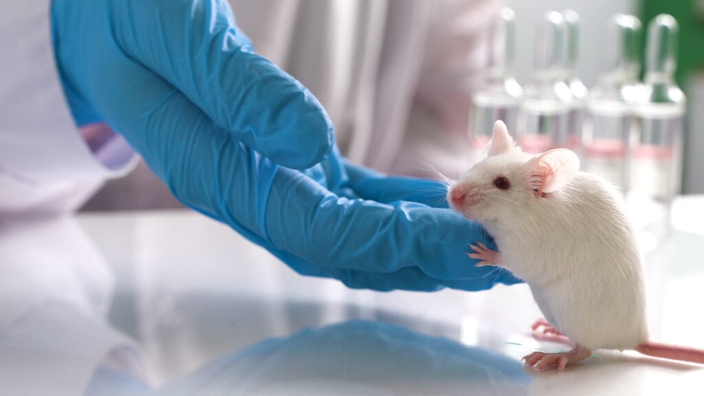 A mouse used in cosmetics animal testing