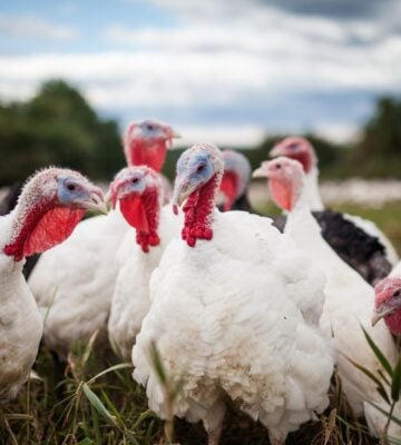 A group of Christmas turkeys stood together in a field