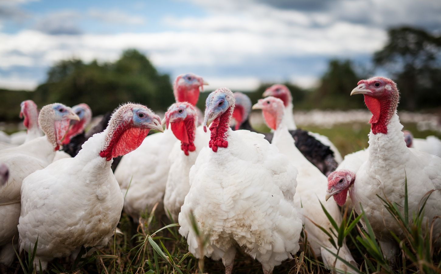 A group of Christmas turkeys stood together in a field