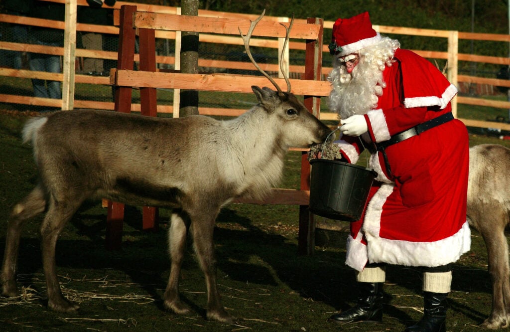 Vegan Santa Claus feeds a reindeer