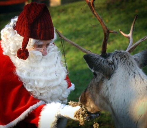 Vegan Santa Claus feeds a reindeer