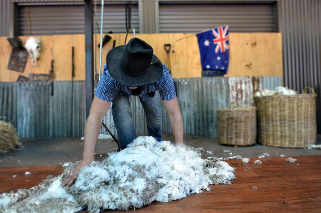 A man gathering wool at a sheep farm in Australia