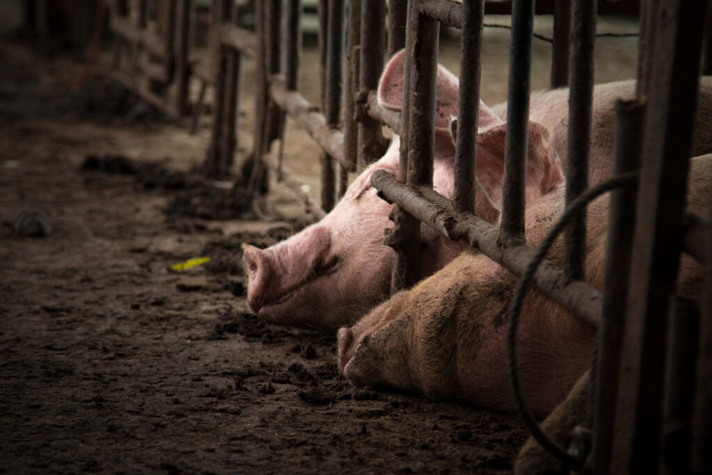 Factory farmed pigs in cages
