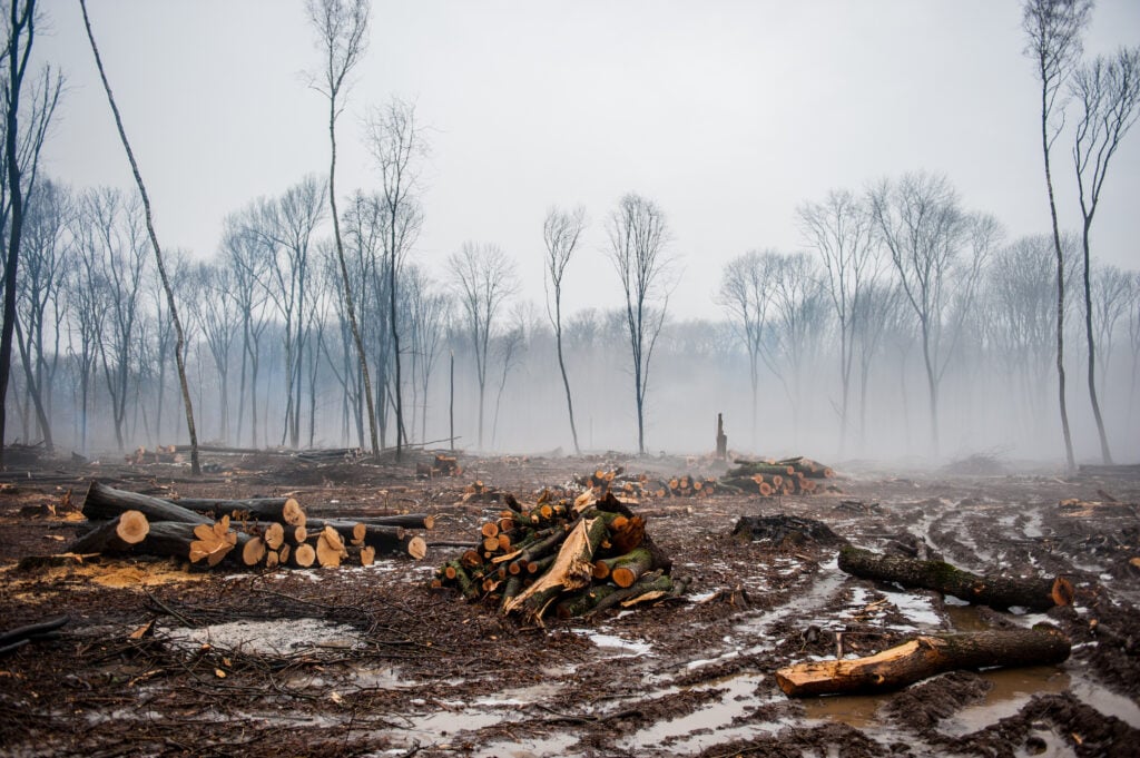 Animal agriculture is a leading cause of deforestation