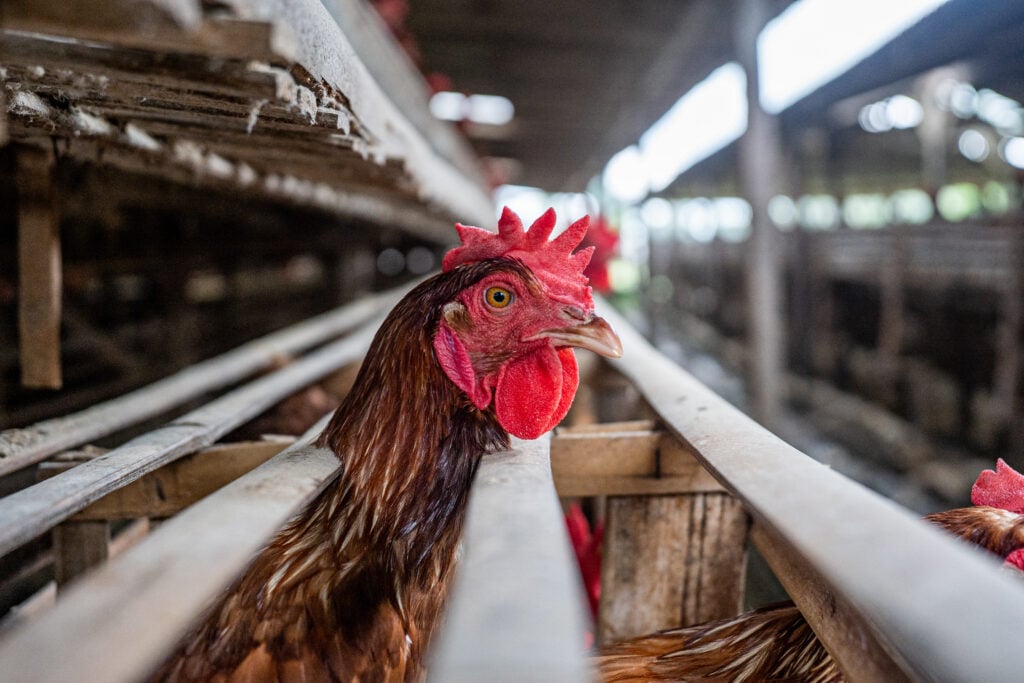 An egg-laying hen at a factory farm