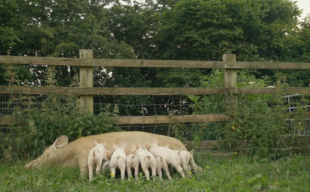 Mother pig Matilda feeding her piglets on the grass at a vegan sanctuary