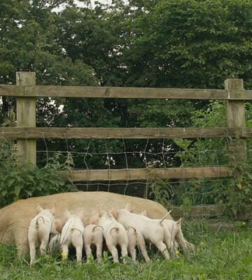 When Pigs Escape vegan documentary