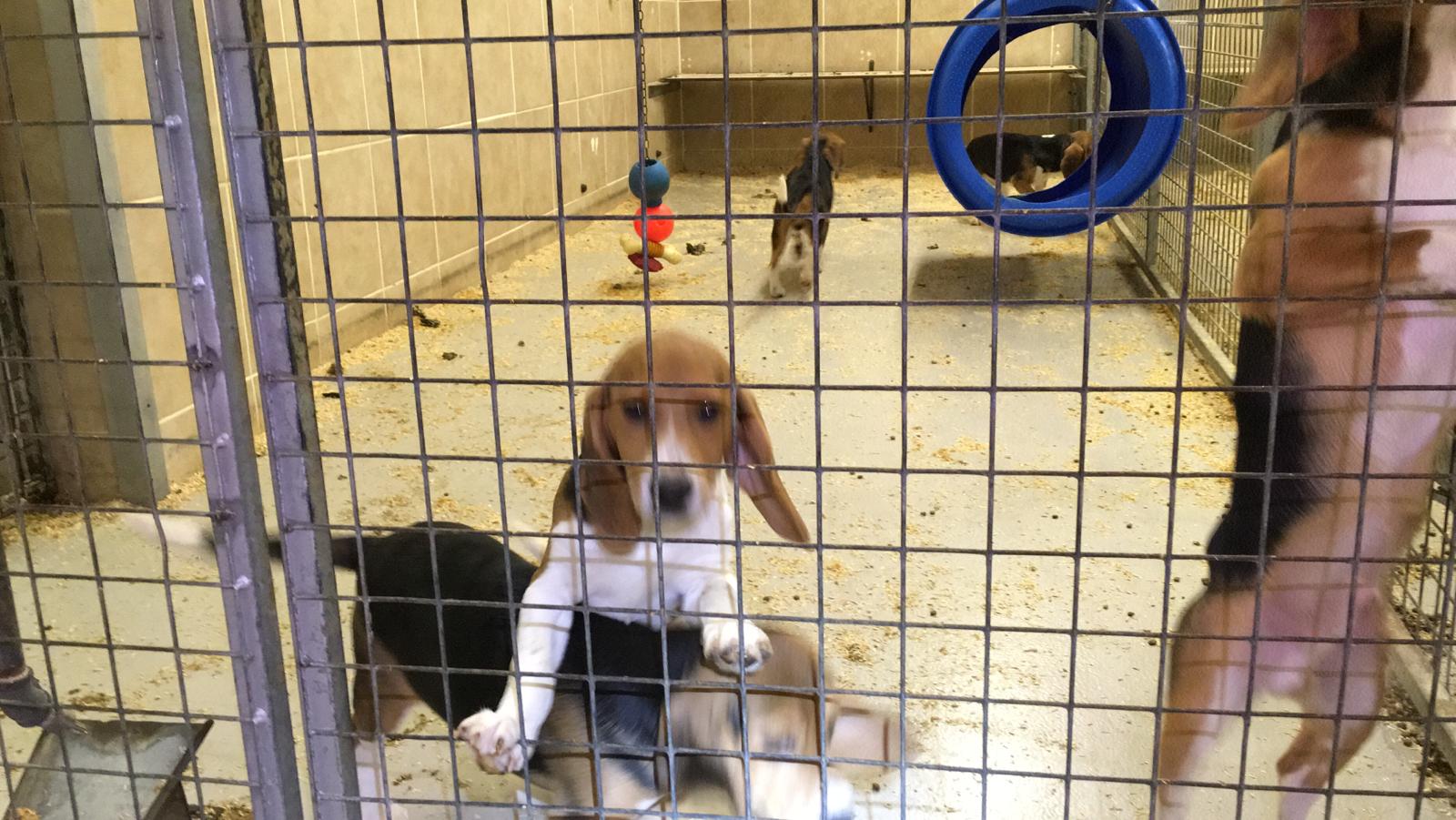 Beagles at an MBR animal testing facility before being rescued