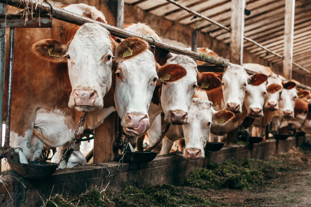 Cows behind bars at a beef factory farm