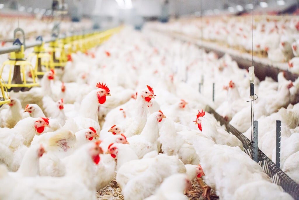 Chickens in a factory farm