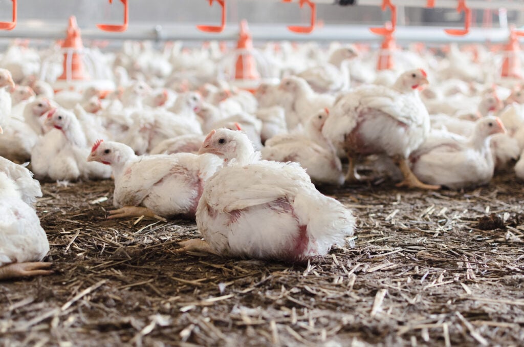 Oversized "frankenchickens" on a UK factory farm