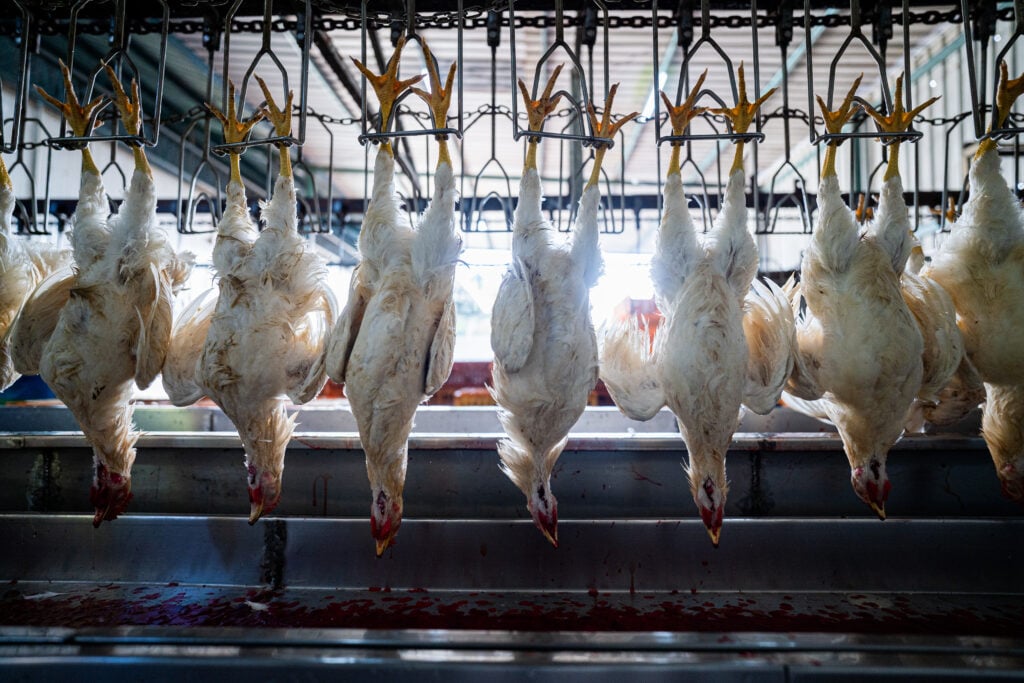 Chickens hung upside down in a slaugherthouse