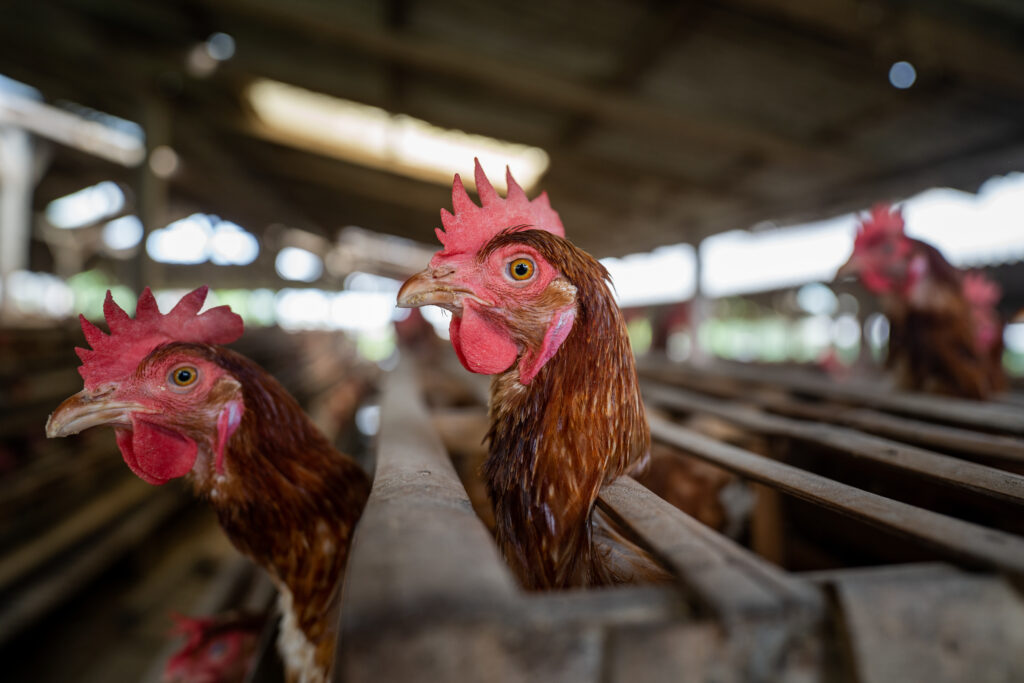 A chicken poking her head through her cage on an Indonesian egg farm