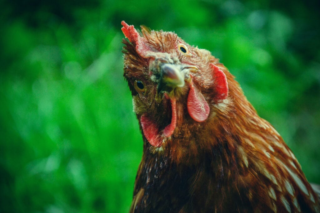 A chicken looking at the camera