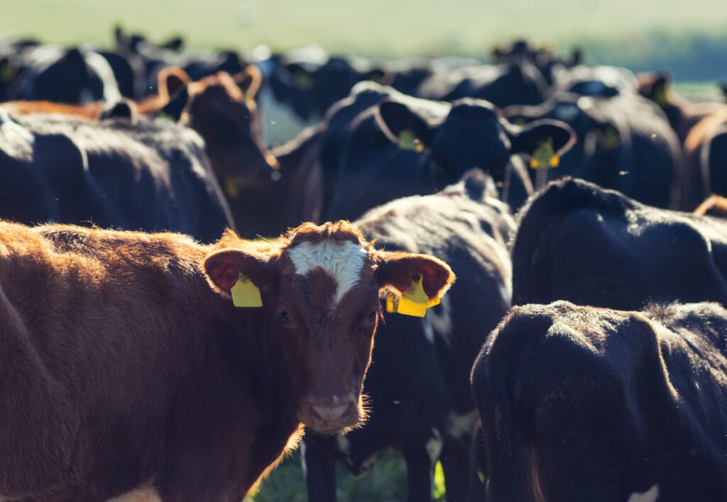 Farmed cows in a field in the UK