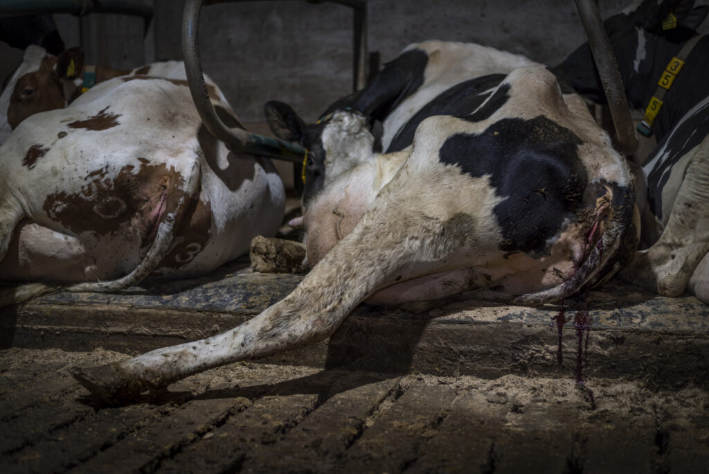 Cows with visible injuries at Home Farm in the UK, taken during a Viva! investigation