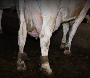 A photograph by Viva! of a dairy cow on a farm with an inflamed udder and shackled legs