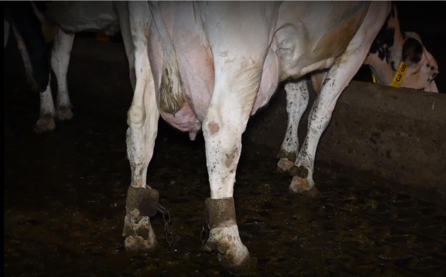 A photograph by Viva! of a dairy cow on a farm with an inflamed udder and shackled legs