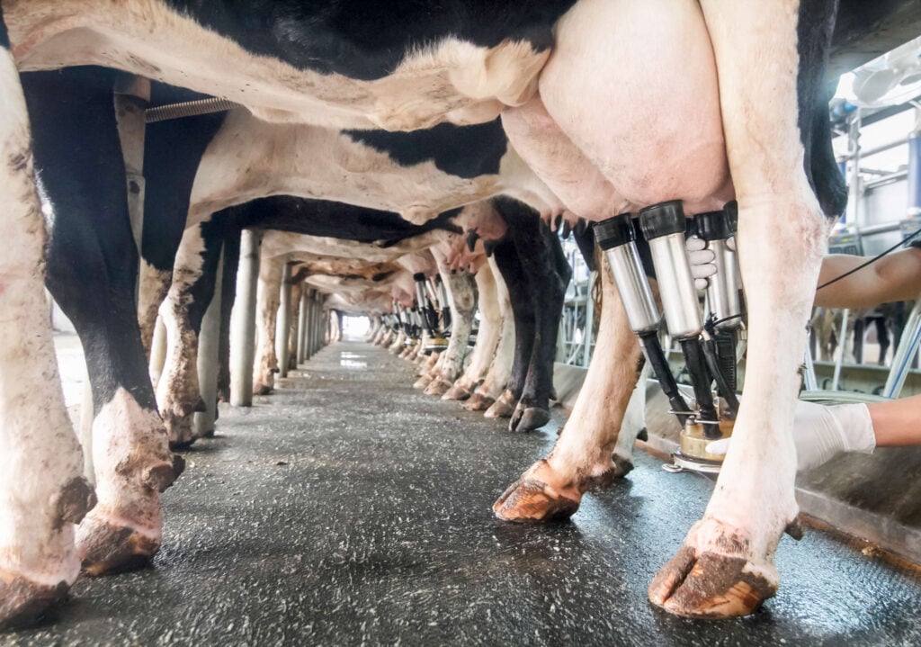 A row of cows standing up whilst being milked by machines on a dairy farm