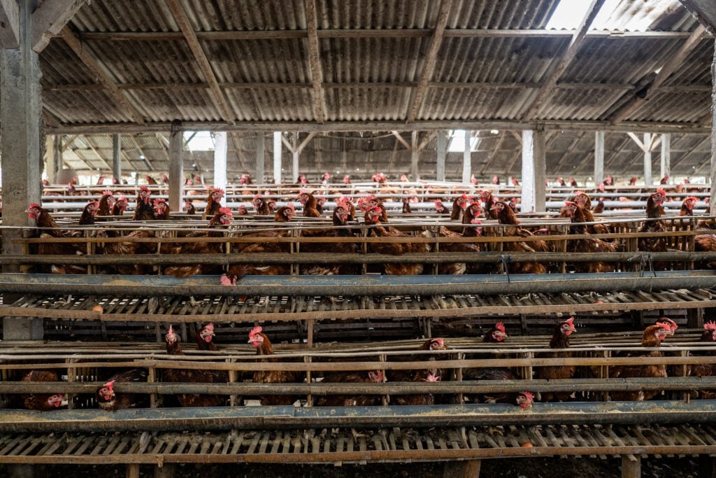 Chickens in an intensive egg farm in Indonesia