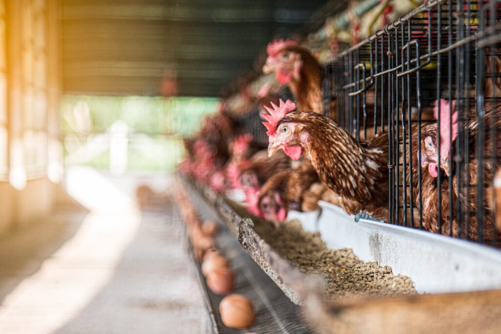 Chickens in an egg factory farm