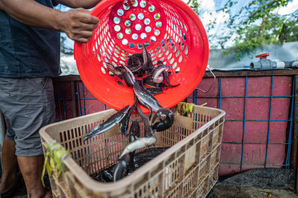 A man pouring a bucket of fish into a tank in an Indonesian fish farm