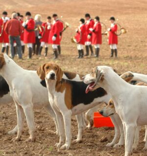A pack of fox hunting dogs with hunters dressed in red in the background