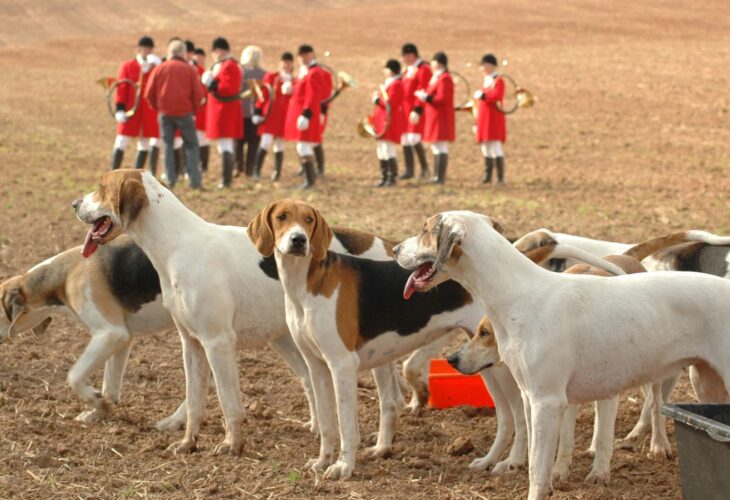 A pack of fox hunting dogs with hunters dressed in red in the background