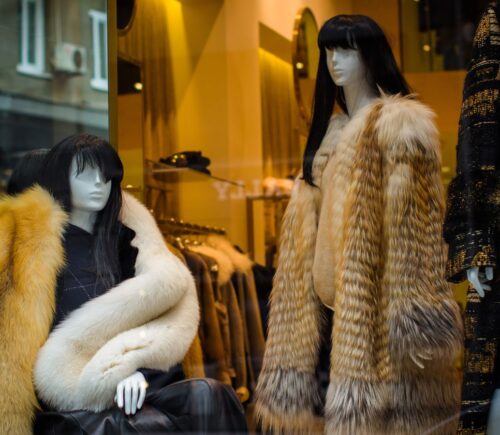 Two mannequins wearing fur coats in a shop window. Fur now cannot be sold in California