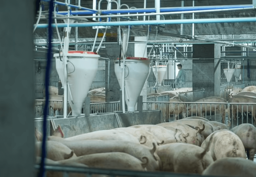 Pigs being raised for meat inside an indoor pig farm in Hubei, China
