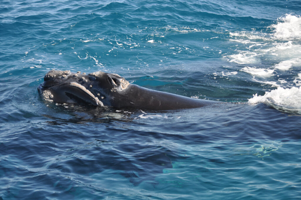 The critically endangered northern right whale, which could soon be extinct