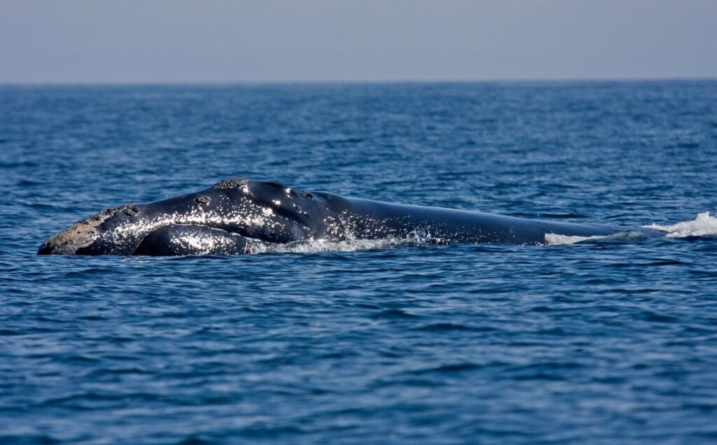 The critically endangered northern right whale, which is at risk of extinction