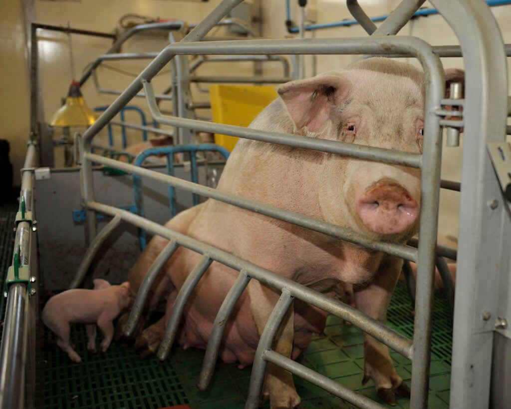 A pig in a farrowing crate with her piglets beside her on a UK factory farm