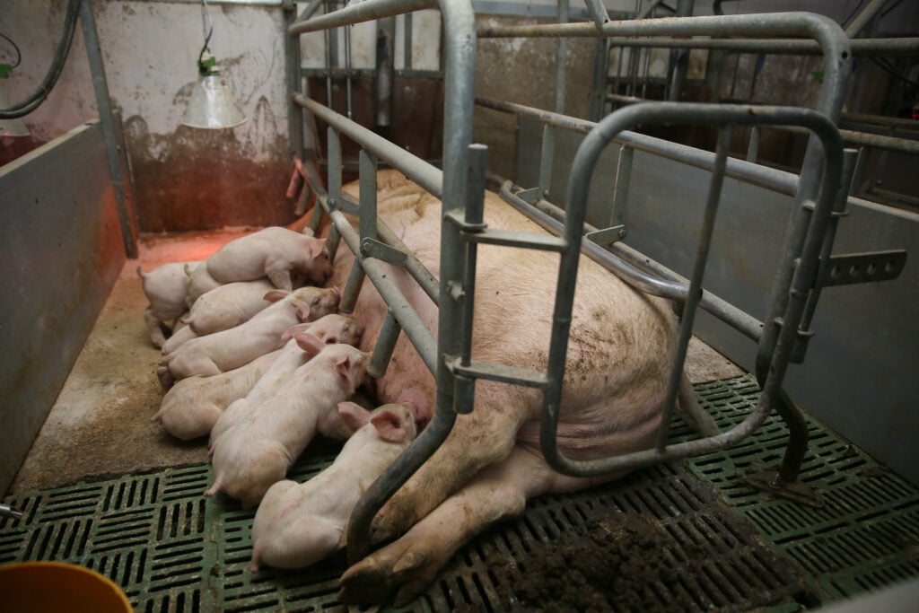 Pig nursing her piglets in a farrowing crate on a UK farm
