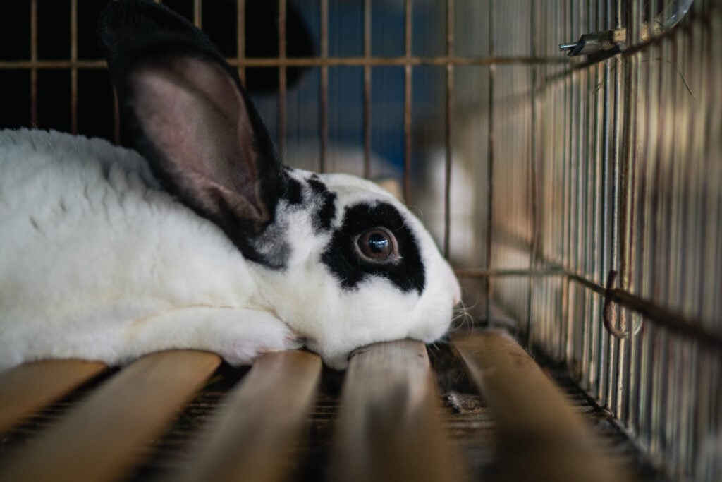 A juvenile rabbit lies on bare wooden slats as they stare out of their cage at a small-scale rabbit farm in Bali, Indonesia.