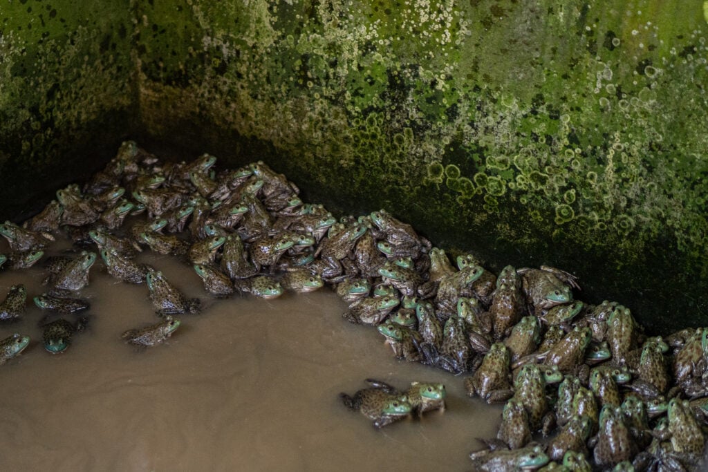 Frogs in a frog farm in Indonesia