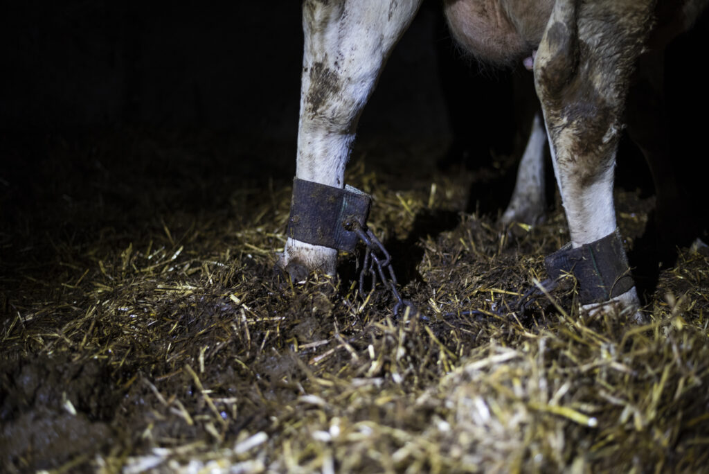 A cow with shackles on their feet at Home Farm in the UK, taken during a Viva! investigation