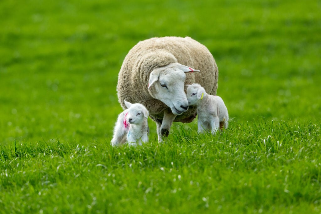 A sheep grazing with her two lambs in a field in the UK