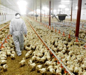 Chickens in a factory farm