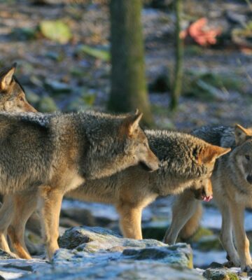 A pack of endangered wolves in Sweden