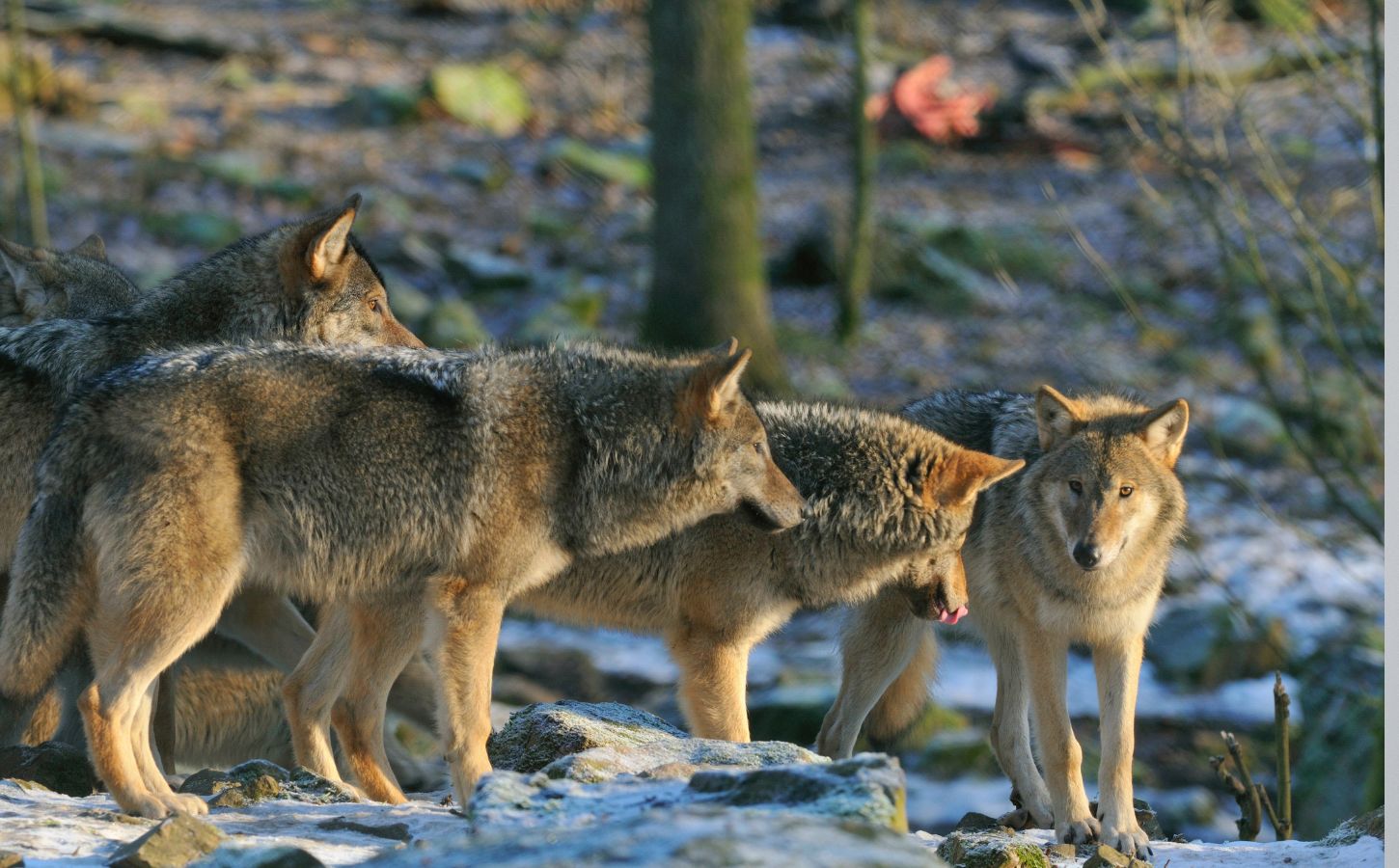 A pack of endangered wolves in Sweden