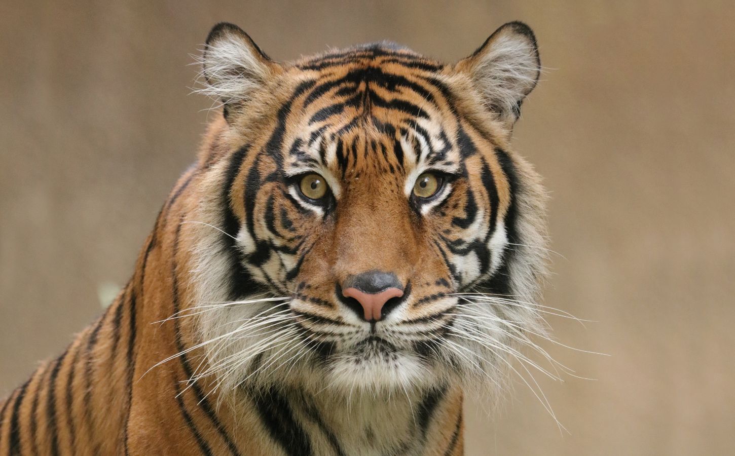 A Bengal tiger looking at the camera