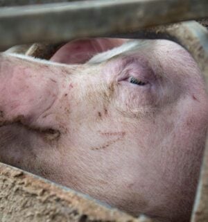 A factory farmed pig in the UK pressing their head against some metal bars