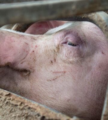 A factory farmed pig in the UK pressing their head against some metal bars