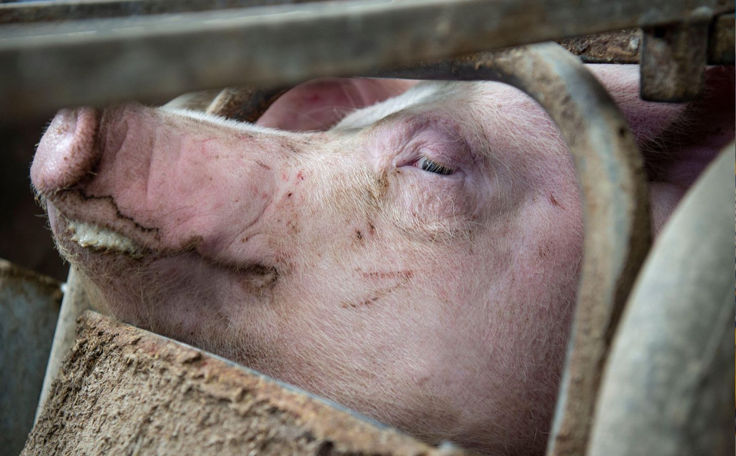 Inside the UK Farming Industry: How Are Animals Kept And Killed In Britain?