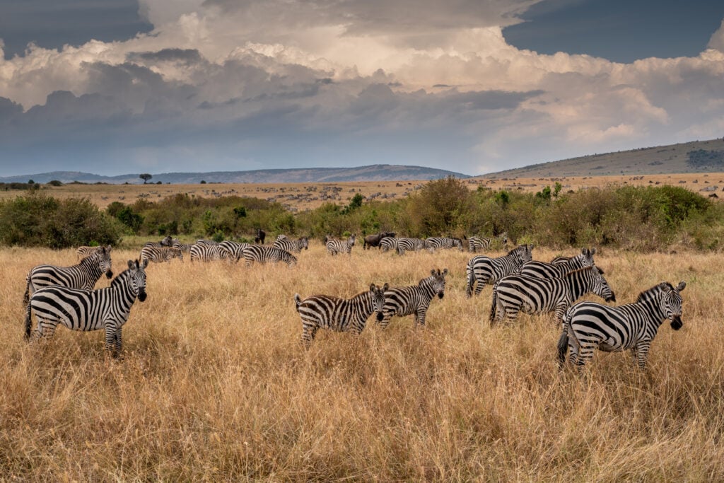 Zebra are regularly hunted for their skins