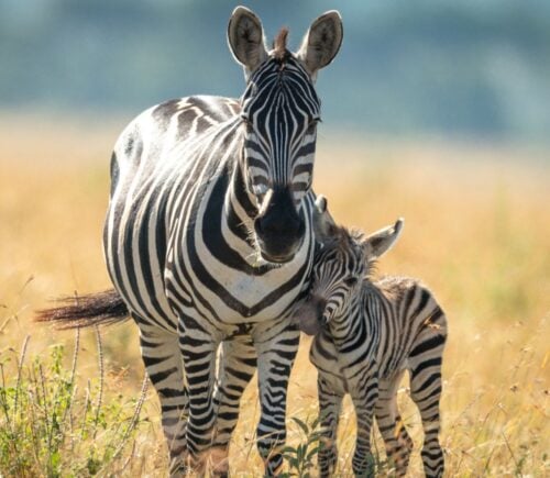 A zebra and her calf looking at the camera