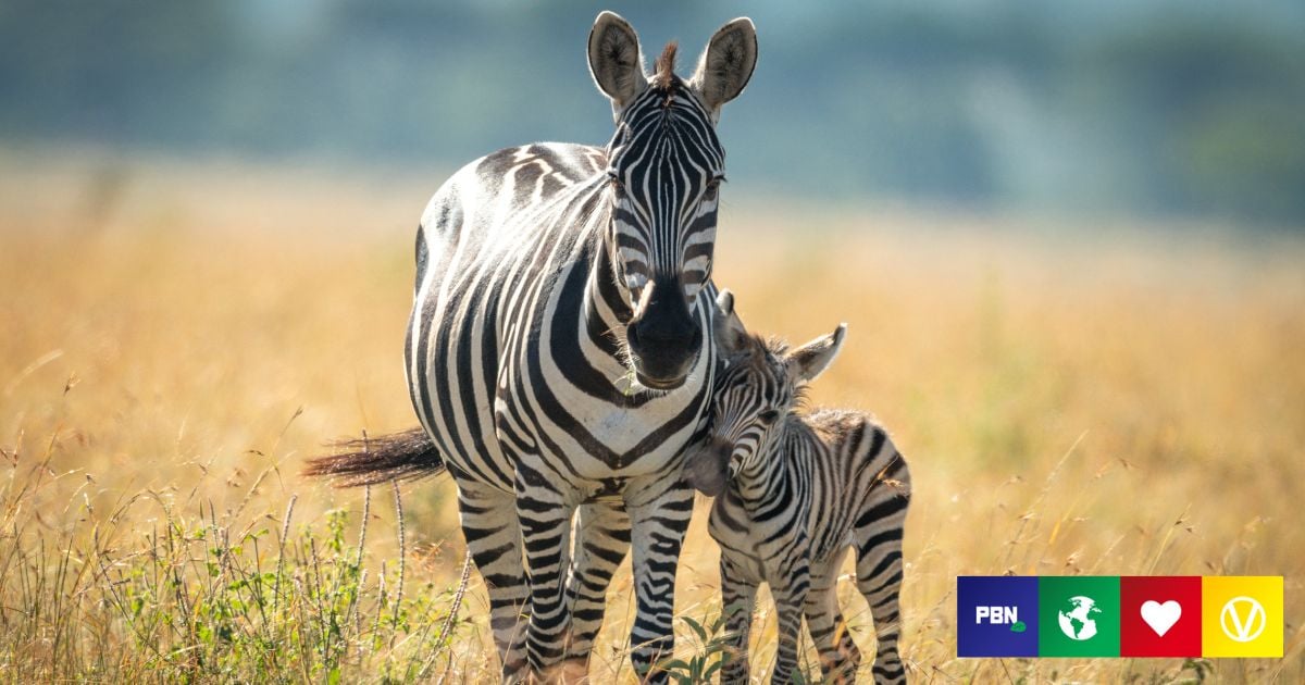 Put Zebra Meat On The Menu in South Africa,' Say Scientists