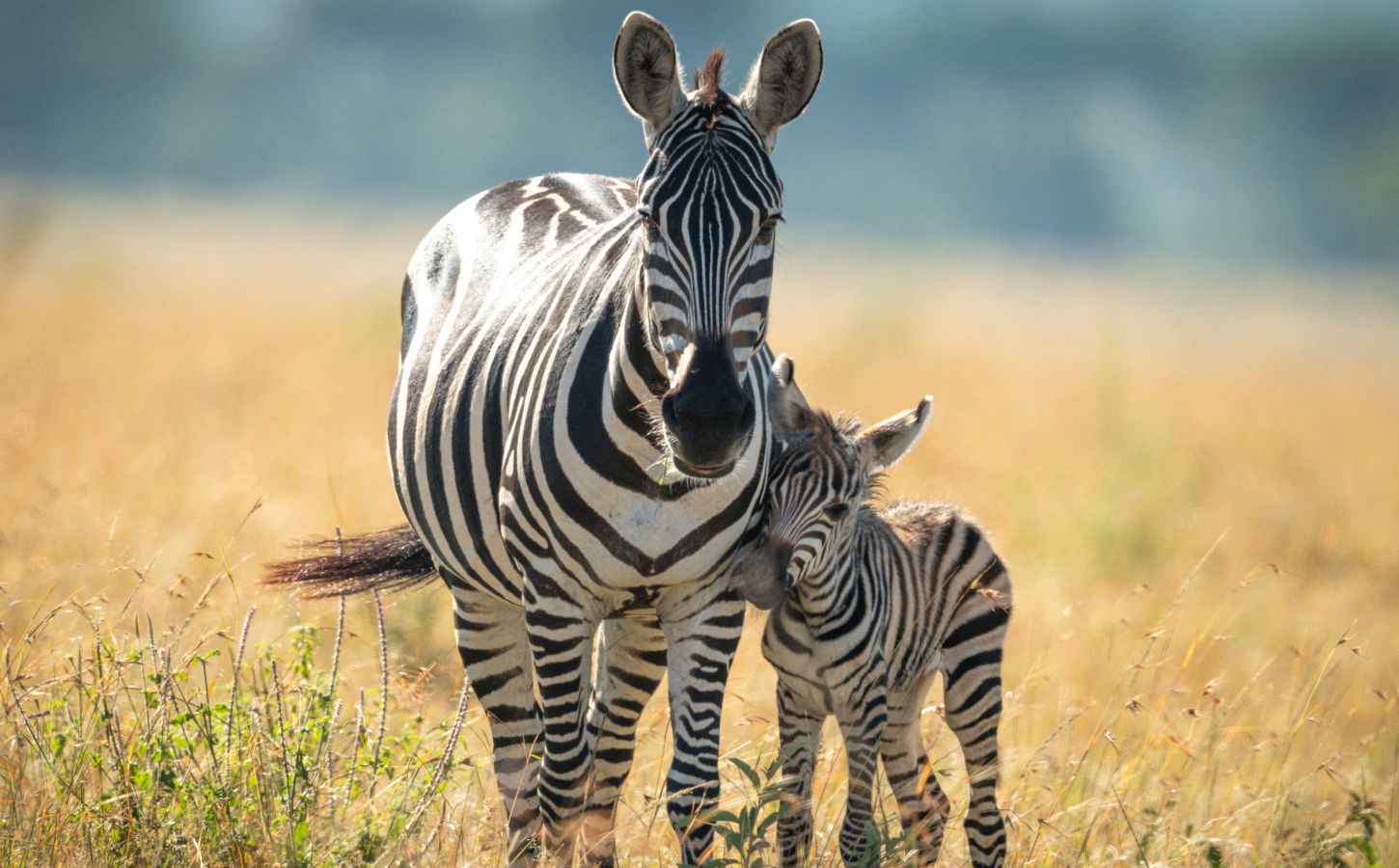 A zebra and her calf looking at the camera