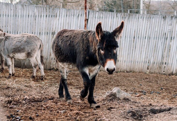 A donkey on a meat farm